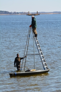 The new platform being installed by COM (on his ladder) and Phil from the Chesapeake Wildlife Heritage.  It was really cold outside and in the water