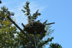 Hog Island nest