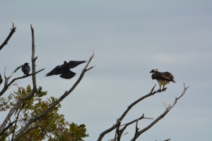A lonely osprey being pestered by some crows.